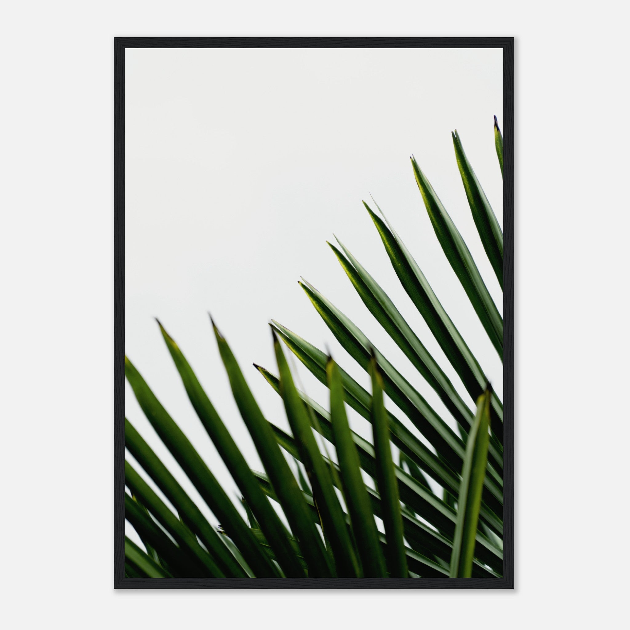 Green Palm Leaves Poster