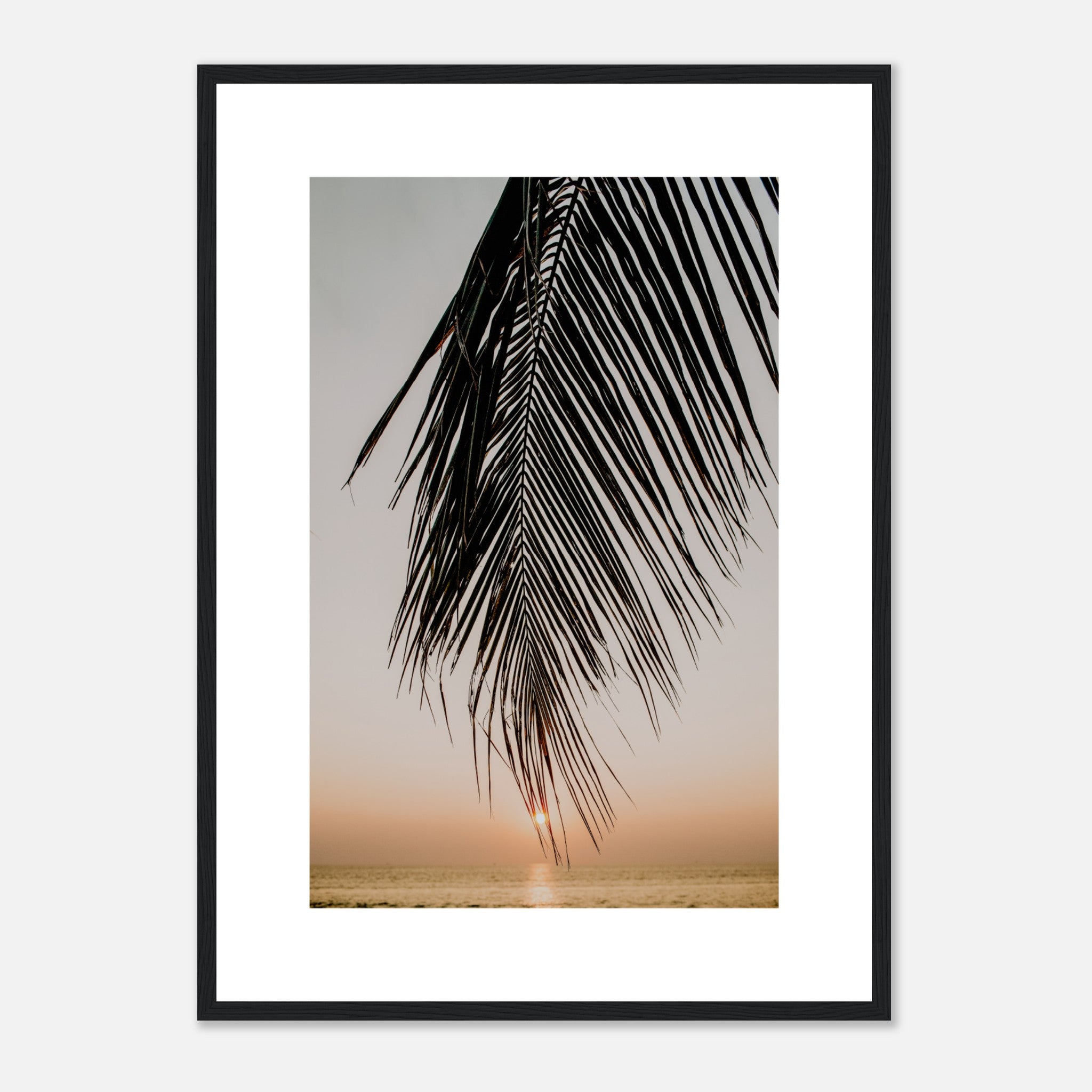 Palm Leaf In The Sunset Poster