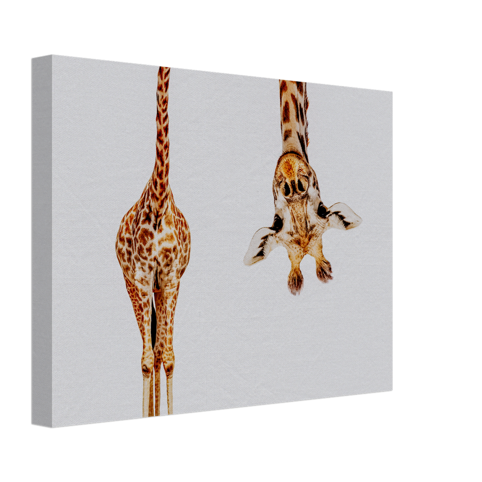 Giraffe With Long Head Look Upside Down Canvas