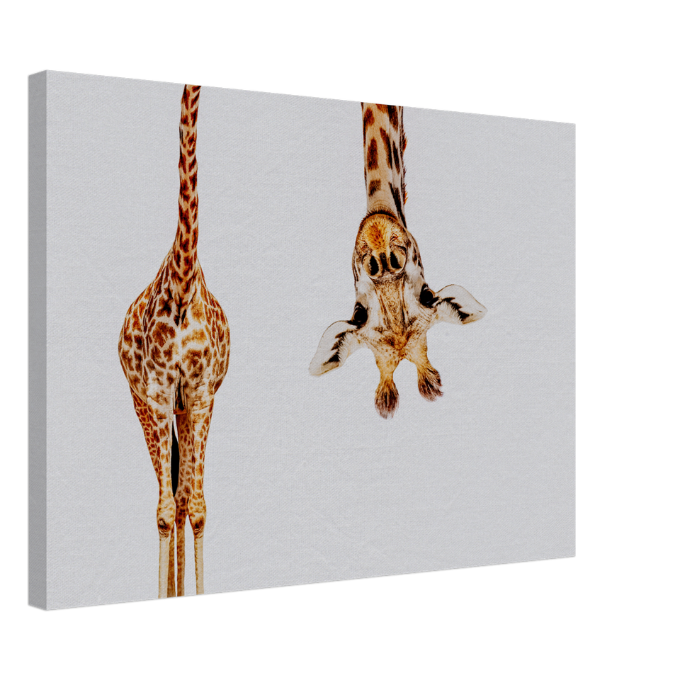 Giraffe With Long Head Look Upside Down Canvas