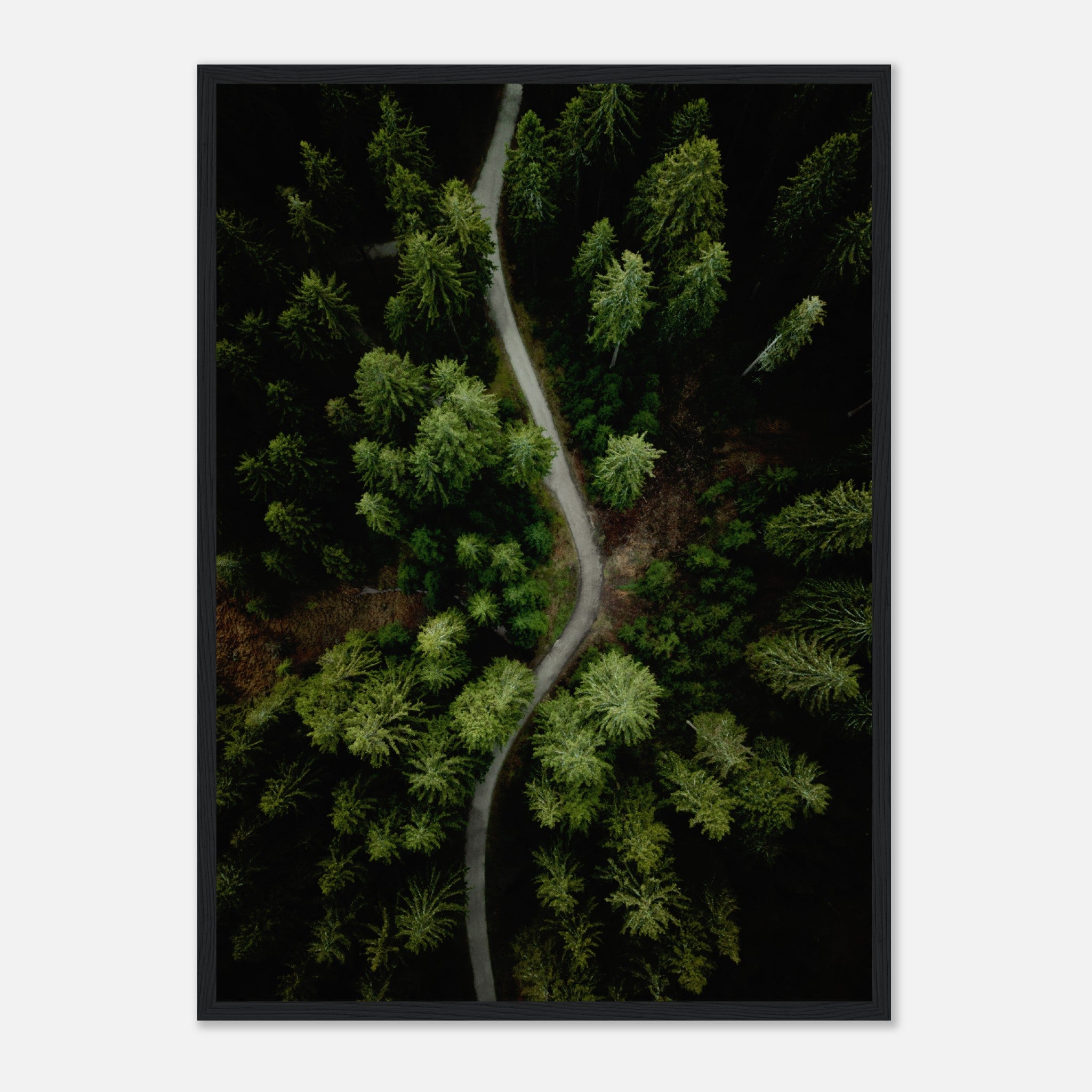 Road Through The Forest Poster