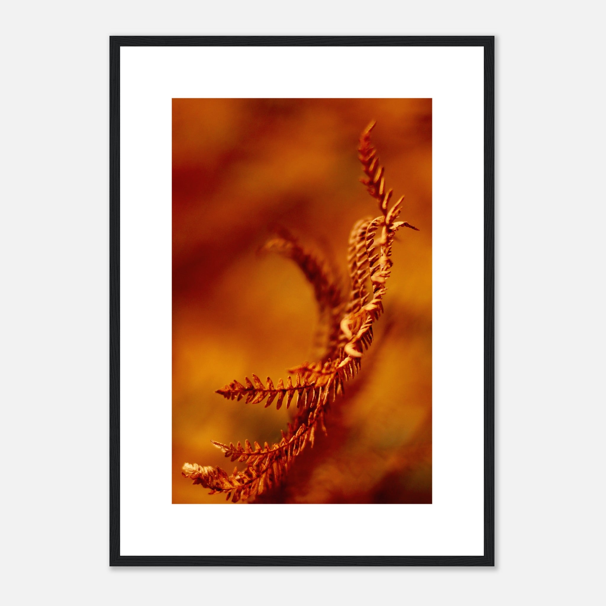 Autumn Close Up Ferns Poster