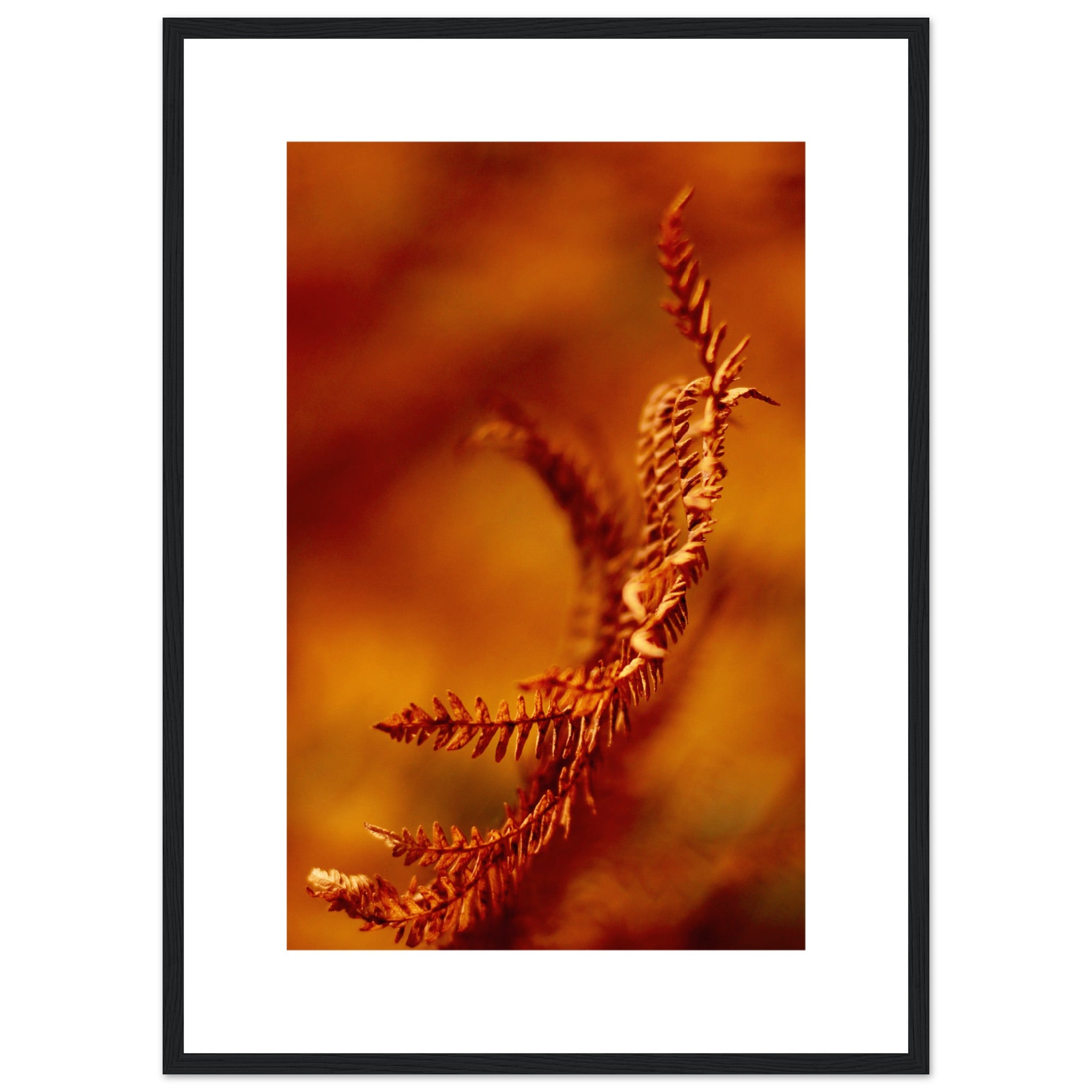 Autumn Close Up Ferns Poster