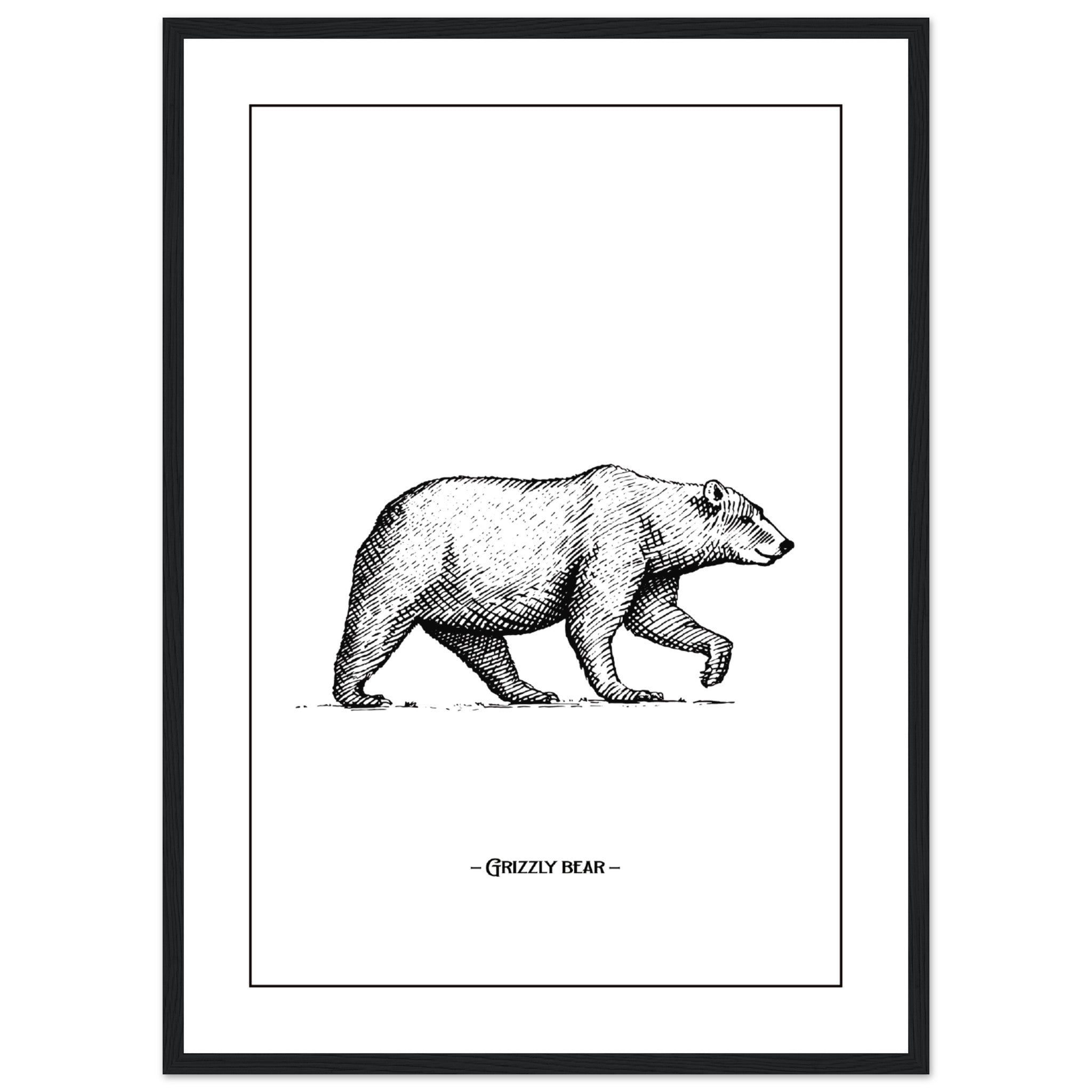 Oso grizzly Póster