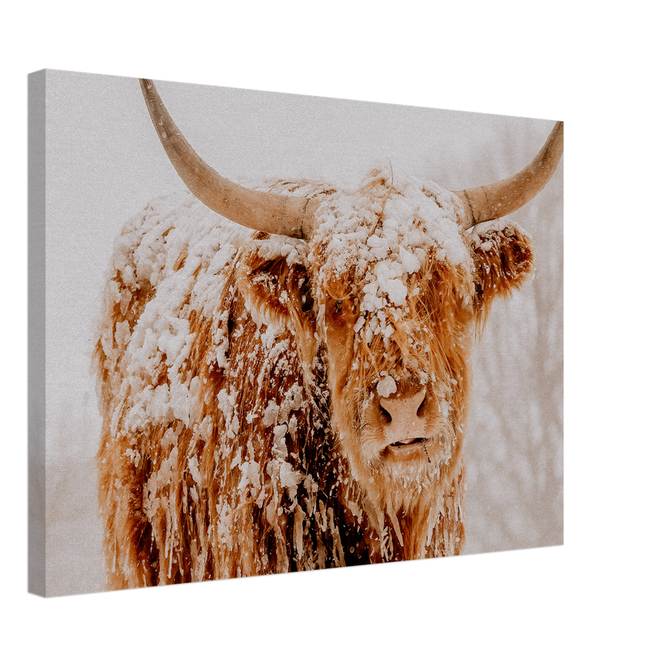 Retrato de una vaca de las Highlands escocesas en el lienzo de nieve